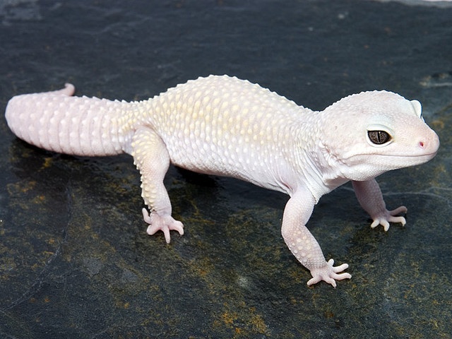 몸통 모프 예제